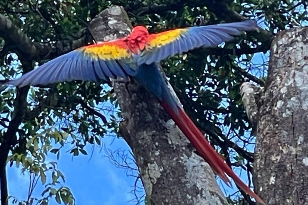 An Abundance Of Wildlife At Jungle Glory Home Abajo Manuel Antonio Exterior photo