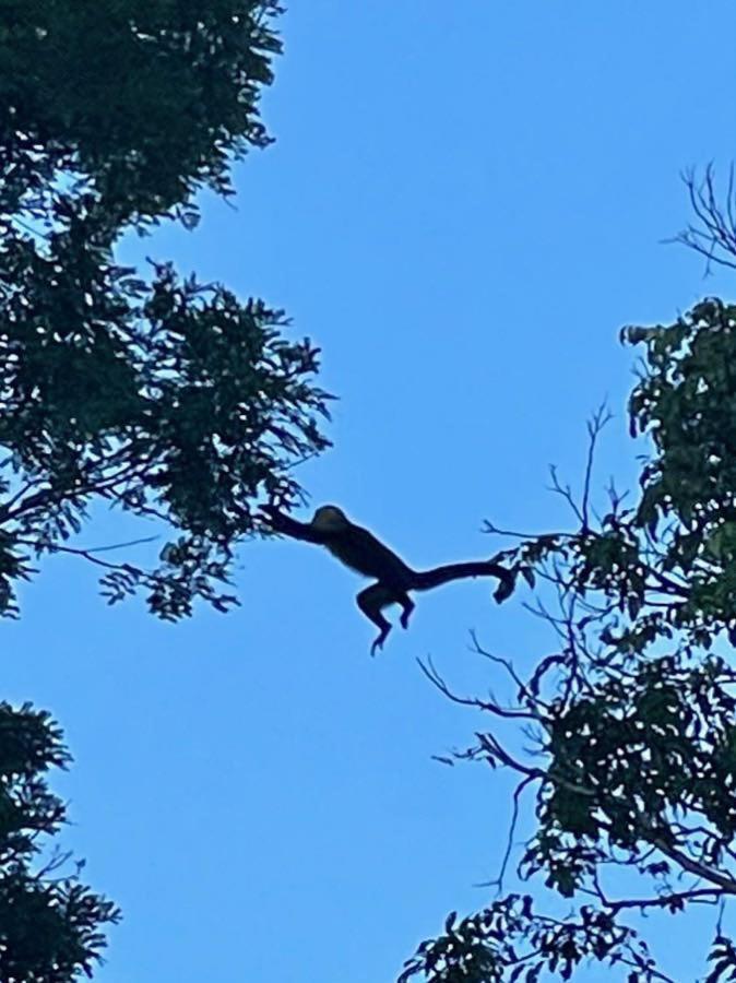 An Abundance Of Wildlife At Jungle Glory Home Abajo Manuel Antonio Exterior photo